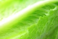 Lettuce texture close up Royalty Free Stock Photo