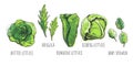 Lettuce types hand drawn Royalty Free Stock Photo