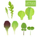 Lettuce Types Vector. Set Of Salad Bowl. Salad Vector Illustration. Vector Set Isolated On White Background.