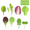 Lettuce Types Vector. Set Of Salad Bowl. Salad Vector Illustration