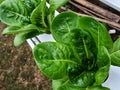 Lettuce Urban Farming