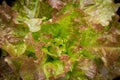 Lettuce variety drunken woman fringed head