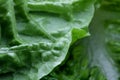 Lettuce Vegetable veggie macro vitamines background structure