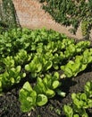 Lettuce in walled garden Royalty Free Stock Photo