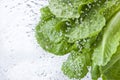 Washing Lettuce Leafy Water Spray Drops Royalty Free Stock Photo