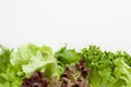 Lettuce with water drops on white background Royalty Free Stock Photo