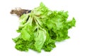 lettuce on a white background Royalty Free Stock Photo