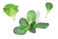 Lettuce on white backround Royalty Free Stock Photo