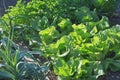 Lettuce Winter Density Royalty Free Stock Photo