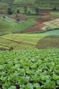 lettuces field mountain view