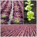 Lettuces in the field Royalty Free Stock Photo