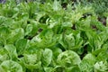 Lettuces in garden. Little Gem Romaine.