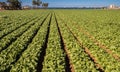 Lettuces Growing - Intensive Modern Agriculture