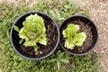 Lettuces on plantpots. Royalty Free Stock Photo