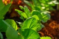 Lettuces seedlings in an orchard urban Royalty Free Stock Photo