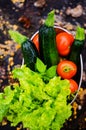 Lettuces, tomatoes and zucchinis