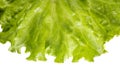Letuce leaf extreme macro background Royalty Free Stock Photo