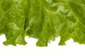Letuce leaf extreme macro background Royalty Free Stock Photo