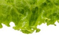Letuce leaf extreme macro background Royalty Free Stock Photo