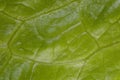 Letuce leaf extreme macro background Royalty Free Stock Photo