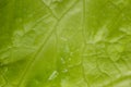 Letuce leaf extreme macro background Royalty Free Stock Photo