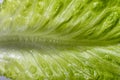 Letuce leaf extreme macro background Royalty Free Stock Photo