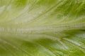 Letuce leaf extreme macro background Royalty Free Stock Photo