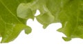 Letuce leaf extreme macro background Royalty Free Stock Photo