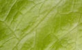 Letuce leaf extreme macro background Royalty Free Stock Photo