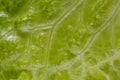 Letuce leaf extreme macro background Royalty Free Stock Photo