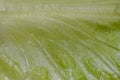 Letuce leaf extreme macro background Royalty Free Stock Photo