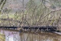 Leubeek river with a huge fallen tree on its waters, branches and foliage, wild vegetation and bare trees Royalty Free Stock Photo