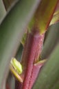 Leucadendron