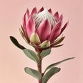 leucadendron flower is on the pink background. Royalty Free Stock Photo