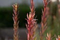 Leucadendron Royalty Free Stock Photo