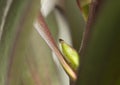 Leucadendron plant