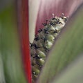 Leucadendron plant