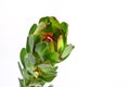 Leucadendron safari flower closeup on the white background