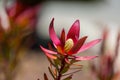 Leucadendron Safari Sage