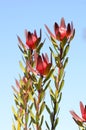 Leucadendron `Safari Sunset`, native to South Africa