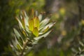 Leucadendron species, beautiful green branch of this fynbos plant