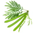 Leucaena fruit Royalty Free Stock Photo
