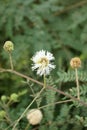 Leucaena glauca flower in nature garden Royalty Free Stock Photo