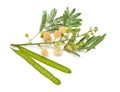 Leucaena leucocephala, Common names include white leadtree, jumbay, river tamarind, subabul, and white popinac. Isolated