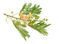 Leucaena leucocephala, Common names include white leadtree, jumbay, river tamarind, subabul, and white popinac. Isolated Royalty Free Stock Photo