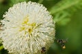 Leucaena leucocephala (Lamk.) de Wit flower blossom