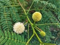 Leucaena leucocephala lamtoro flower in the garden Royalty Free Stock Photo