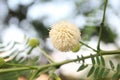 Leucaena leucocephala or Lamtoro thrives with its stunning flowers