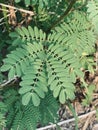 Leucaena leucocephala leaves or can also be called chinese petai stock image