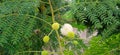 Leucaena leucocephala subabul jumbay tamarind branches flower buds